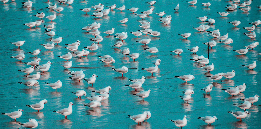 shopper-flock.jpg